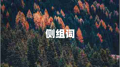 側(cè)組詞