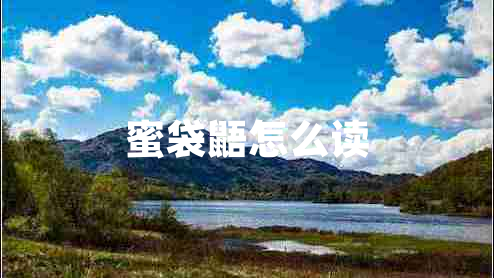 蜜袋鼯怎么讀
