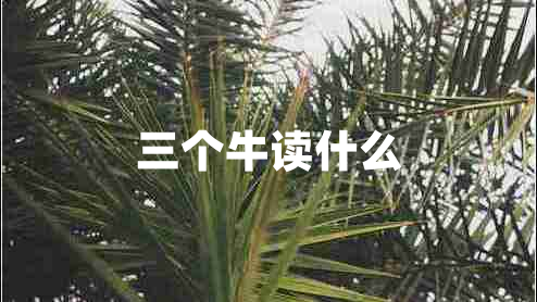 三個牛讀什么