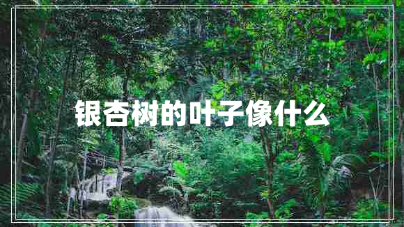 銀杏樹的葉子像什么