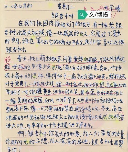 校園里的白果樹三百字作文