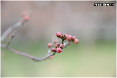 鮮花盛開的校園作文450字手捧鮮花的張明