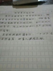 寫校園里的桂花的作文650字