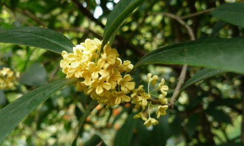 開滿掛花的校園作文
