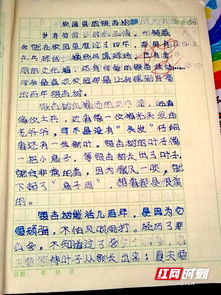 校園里的銀杏樹作文200時(shí)間