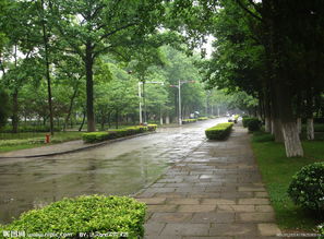 關于雨中校園作文的開頭