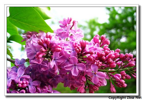 作文,六級(jí),丁香花,開滿