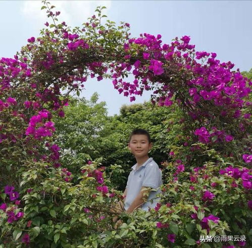 六級作文開滿丁香花的校園800