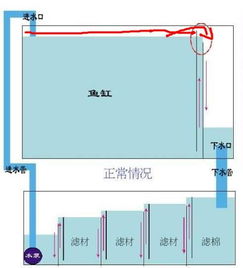 底濾魚缸開缸注意事項