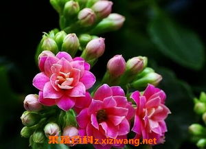 長壽菊怎么養(yǎng)殖方法和注意事項(xiàng)