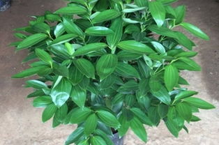 平安樹移植注意事項