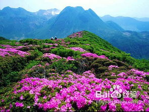 西藏靈芝旅游注意事項(xiàng)