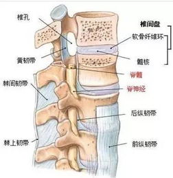 綜合癥,關(guān)節(jié),注意事項(xiàng),腰椎間盤