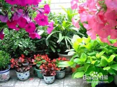 養(yǎng)花的注意事項(xiàng),養(yǎng)花注意事項(xiàng)如何養(yǎng)好花,珍珠巖養(yǎng)花注意事項(xiàng)