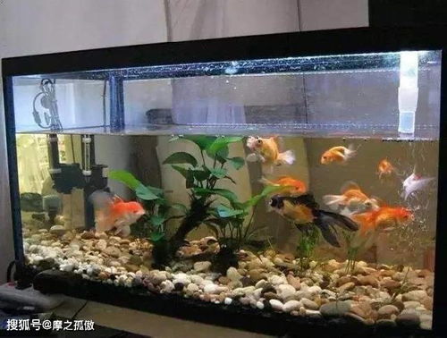 魚缸,圓柱,注意事項