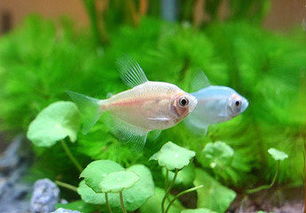養(yǎng)彩裙魚(yú)的注意事項(xiàng),閑魚(yú)買(mǎi)東西注意事項(xiàng),閑魚(yú)面交注意事項(xiàng)