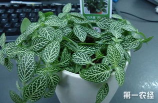 網(wǎng)紋草繁殖的方法和注意事項(xiàng)