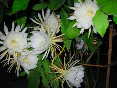 曇花,注意事項,養(yǎng)植