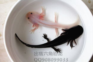 飼養(yǎng),注意事項