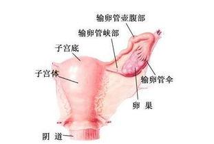 懷孕一個月流產(chǎn)了需要注意些什么,懷孕一個月流產(chǎn)后注意事項和調(diào)理,懷孕兩個月流產(chǎn)后注意事項