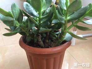 棕櫚樹移栽注意事項(xiàng),棕櫚樹的養(yǎng)殖方法和注意事項(xiàng),棕櫚樹怎么修剪