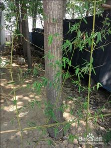 茶畝移栽注意事項(xiàng)