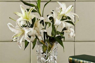 養(yǎng)百合花應(yīng)注意事項
