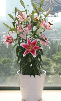 百合花,注意事項(xiàng)