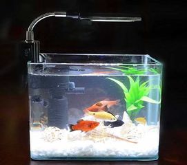收納箱養(yǎng)魚要注意什么,塑料箱養(yǎng)魚注意事項(xiàng),收納箱安全注意事項(xiàng)