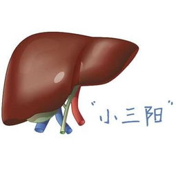 乙肝小三陽(yáng)男的注意事項(xiàng)