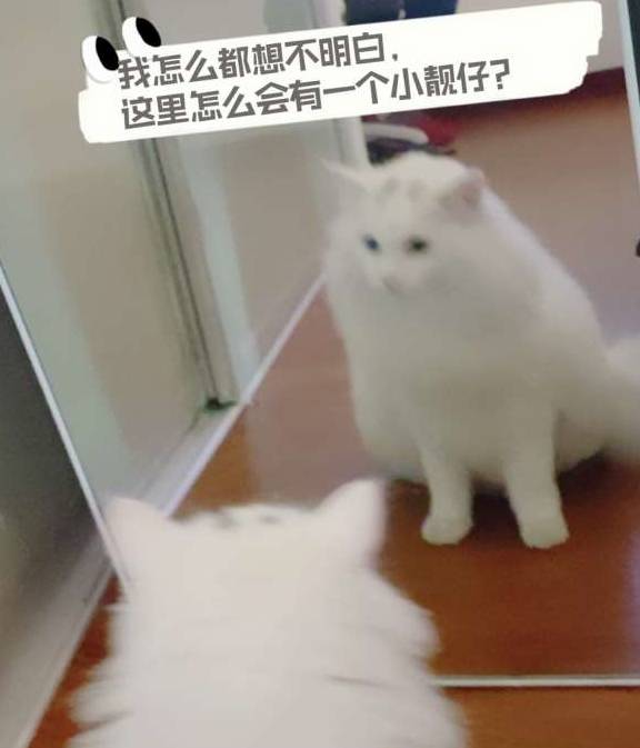 養(yǎng)貓的注意事項,初學(xué)者養(yǎng)貓注意事項,養(yǎng)貓知識和注意事項