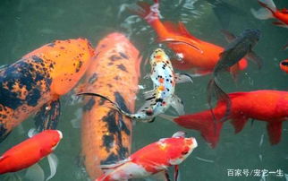 草魚(yú),魚(yú)缸,注意事項(xiàng)