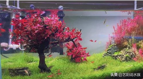 草缸養(yǎng)魚(yú)注意事項(xiàng),荷花缸養(yǎng)魚(yú)注意事項(xiàng),陶瓷缸養(yǎng)魚(yú)注意事項(xiàng)