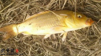 冬季黃金鯽魚(yú)的餌料及注意事項(xiàng)