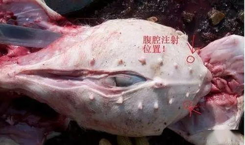 家兔腹腔注射注意事項(xiàng)