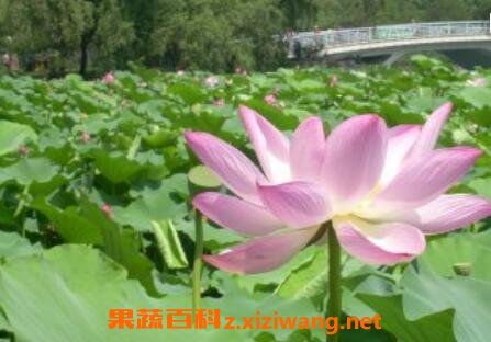 盆栽芙蓉花的養(yǎng)殖方法和注意事項