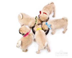 泰迪幼犬喂養(yǎng)注意事項(xiàng),杜賓幼犬喂養(yǎng)注意事項(xiàng),黑狼幼犬喂養(yǎng)注意事項(xiàng)