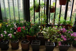 高層陽臺養(yǎng)花注意事項(xiàng),封閉式陽臺養(yǎng)花注意事項(xiàng),人血白蛋白養(yǎng)花的注意事項(xiàng)