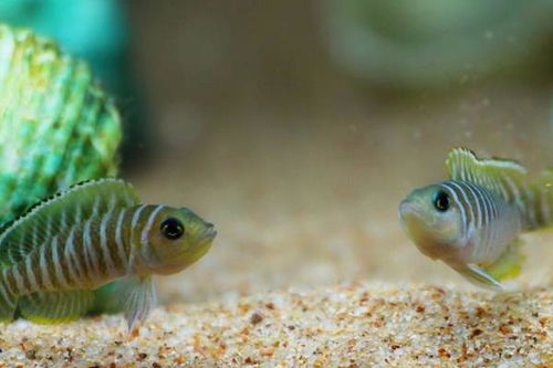 養(yǎng)馬鯛魚的注意事項(xiàng)