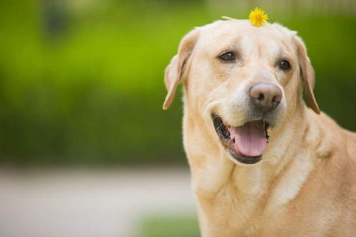 幼犬吃犬心保注意事項(xiàng)