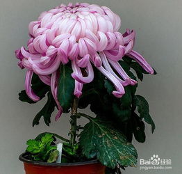 富貴菊的養(yǎng)殖方法和注意事項(xiàng)盆栽,富貴椰子的養(yǎng)殖方法和注意事項(xiàng),富貴椰子樹(shù)的養(yǎng)殖方法和注意事項(xiàng)