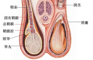 附睪炎的注意事項(xiàng),附睪炎需要注意事項(xiàng),附睪炎出院后注意事項(xiàng)