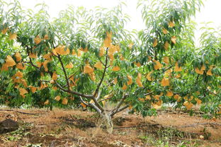 冬天種植桃樹注意事項(xiàng),桃樹冬季修剪注意事項(xiàng),桃樹移栽注意事項(xiàng)