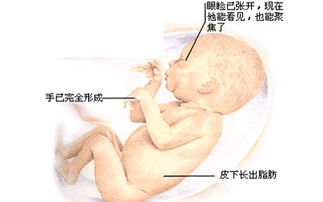 懷孕七月注意事項(xiàng)