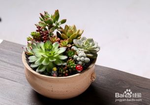 秋天養(yǎng)花注意事項(xiàng)