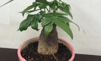 花盆,注意事項(xiàng),發(fā)財(cái)樹