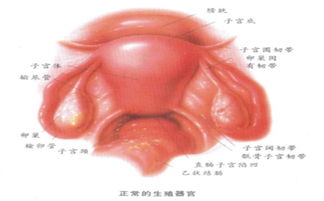 復(fù)查,宮頸,注意事項(xiàng)