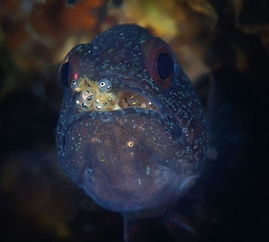 金魚(yú)卵孵化注意事項(xiàng)