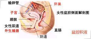 查盆腔積液前注意事項(xiàng)