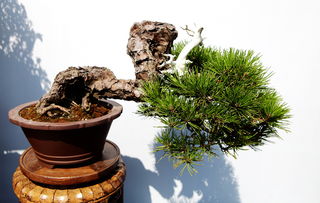不老,注意事項(xiàng),松栽養(yǎng)